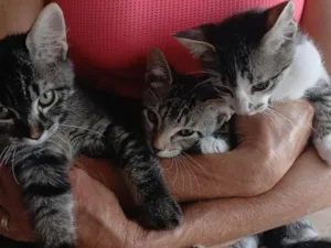 Gato raça SRD-ViraLata idade 2 a 6 meses nome Gatinho e gatinhas - 2 meses - FIV-FeLV negativos - Vacinas e castração garantida