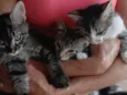 Gatinho e gatinhas - 2 meses - FIV-FeLV negativos - Vacinas e castração garantida