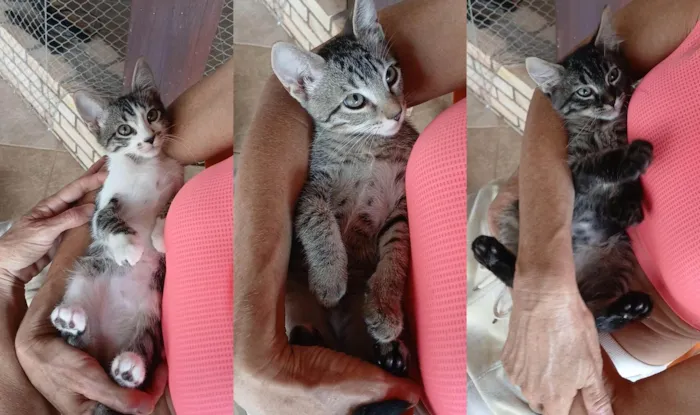 Gato ra a SRD-ViraLata idade 2 a 6 meses nome Gatinho e gatinhas - 2 meses - FIV-FeLV negativos - Vacinas e castração garantida