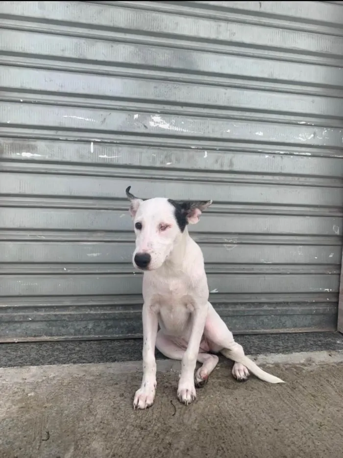 Cachorro ra a SRD-ViraLata idade 2 a 6 meses nome Nala
