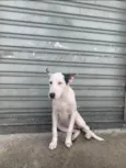 Nala