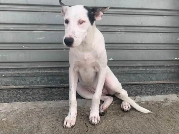 Cachorro ra a SRD-ViraLata idade 2 a 6 meses nome Nala