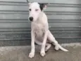 Nala