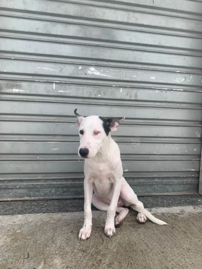 Cachorro ra a SRD-ViraLata idade 2 a 6 meses nome Nala