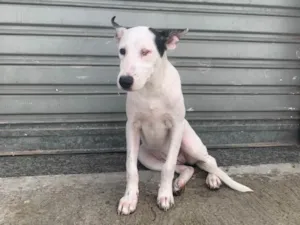 Cachorro raça SRD-ViraLata idade 2 a 6 meses nome Nala
