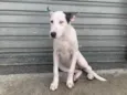 Nala