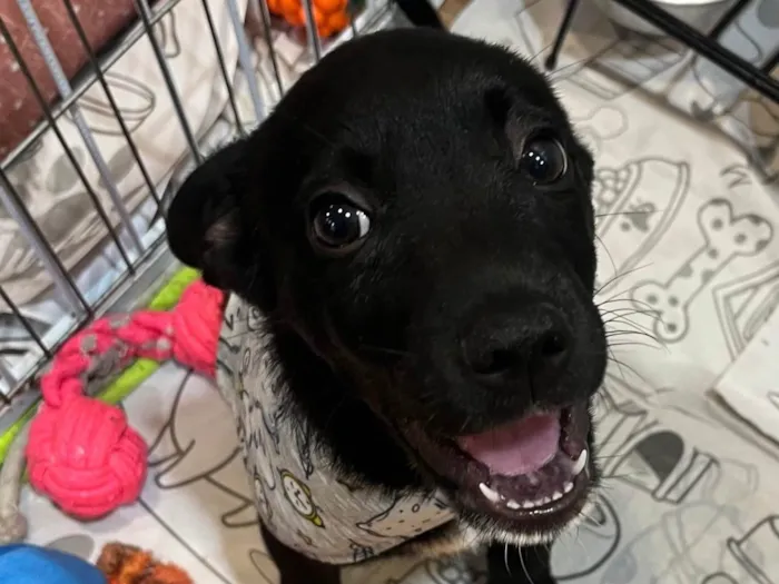 Cachorro ra a SRD-ViraLata idade 2 a 6 meses nome João 