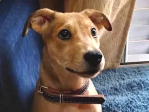 Cachorro raça SRD-ViraLata idade 2 a 6 meses nome Samanta