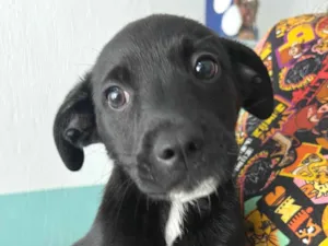 Cachorro raça SRD-ViraLata idade 2 a 6 meses nome João 