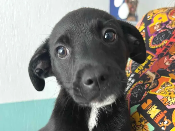 Cachorro ra a SRD-ViraLata idade 2 a 6 meses nome João 
