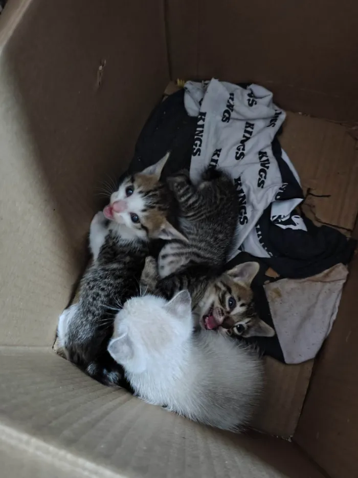 Gato ra a SRD-ViraLata idade Abaixo de 2 meses nome Sem nome