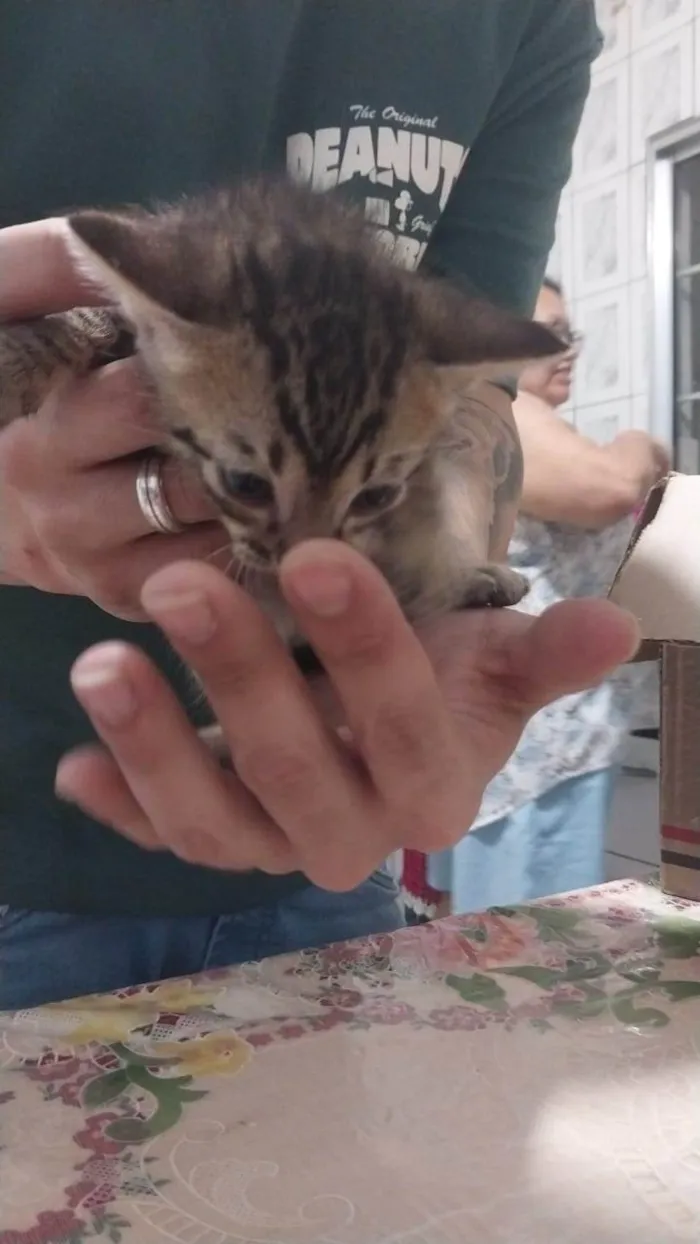 Gato ra a SRD-ViraLata idade Abaixo de 2 meses nome Sem nome