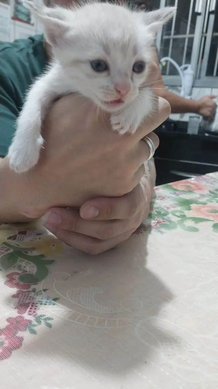 Gato ra a SRD-ViraLata idade Abaixo de 2 meses nome Sem nome