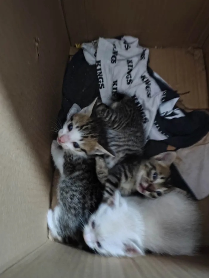 Gato ra a SRD-ViraLata idade Abaixo de 2 meses nome Sem nome