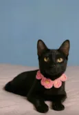 Perla