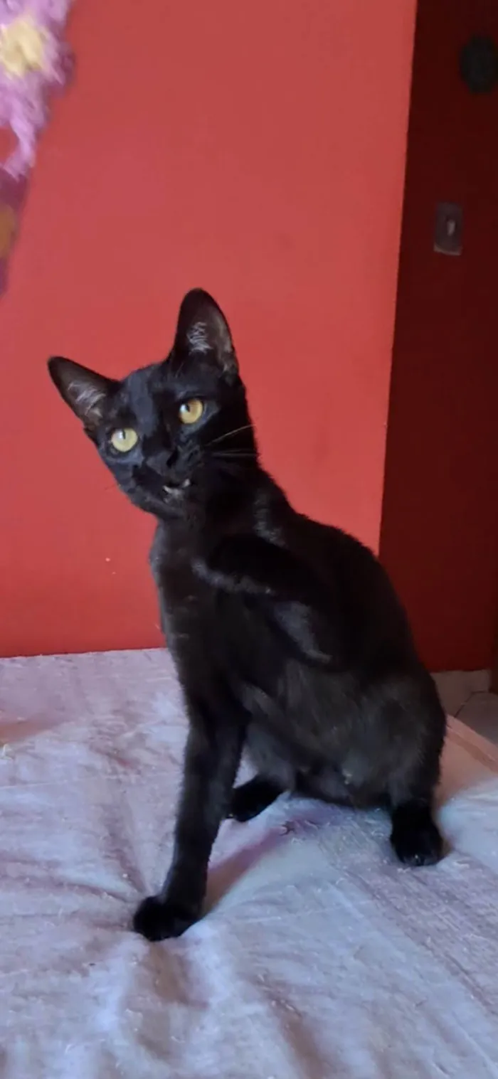 Gato ra a SRD-ViraLata idade 7 a 11 meses nome Perla