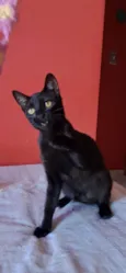Perla