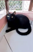 Perla