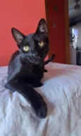 Perla