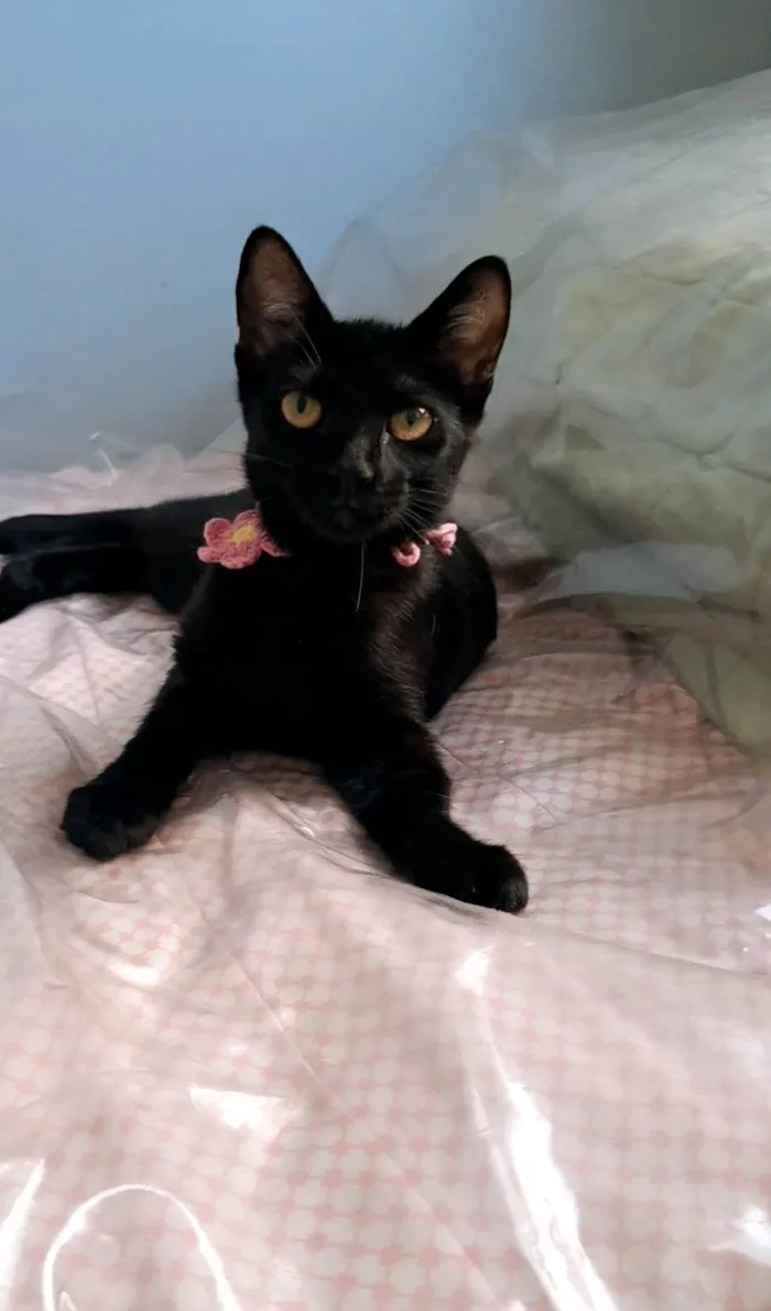 Gato ra a SRD-ViraLata idade 7 a 11 meses nome Perla