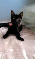 Perla