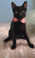 Perla