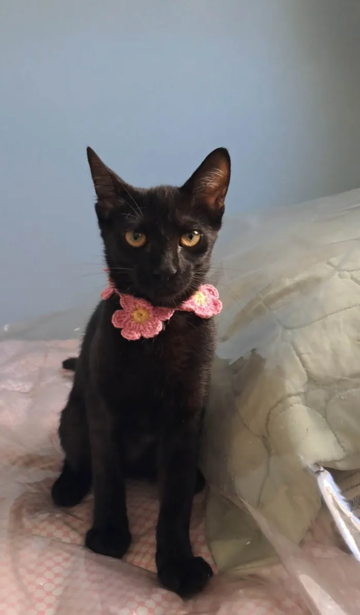 Gato ra a SRD-ViraLata idade 7 a 11 meses nome Perla