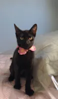 Perla