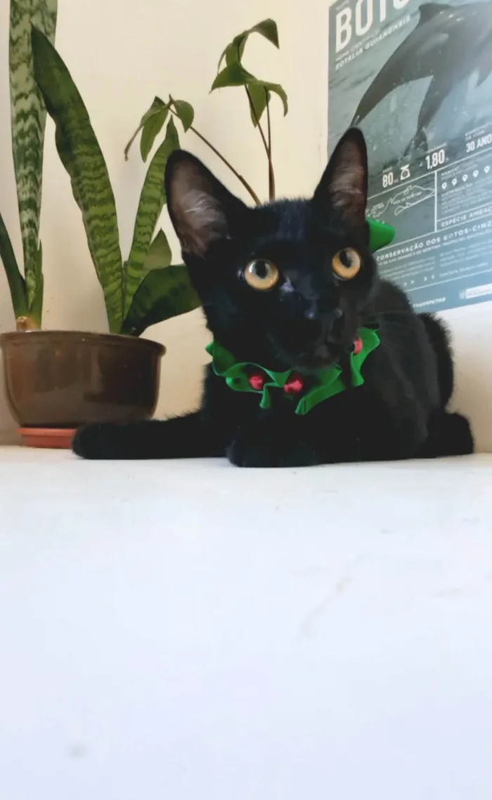 Gato ra a SRD-ViraLata idade 7 a 11 meses nome Perla