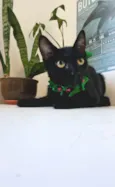 Perla