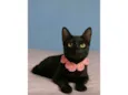 Perla