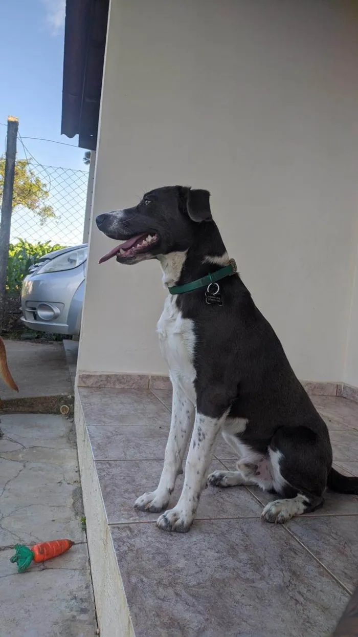 Cachorro ra a SRD-ViraLata idade 3 anos nome Beach