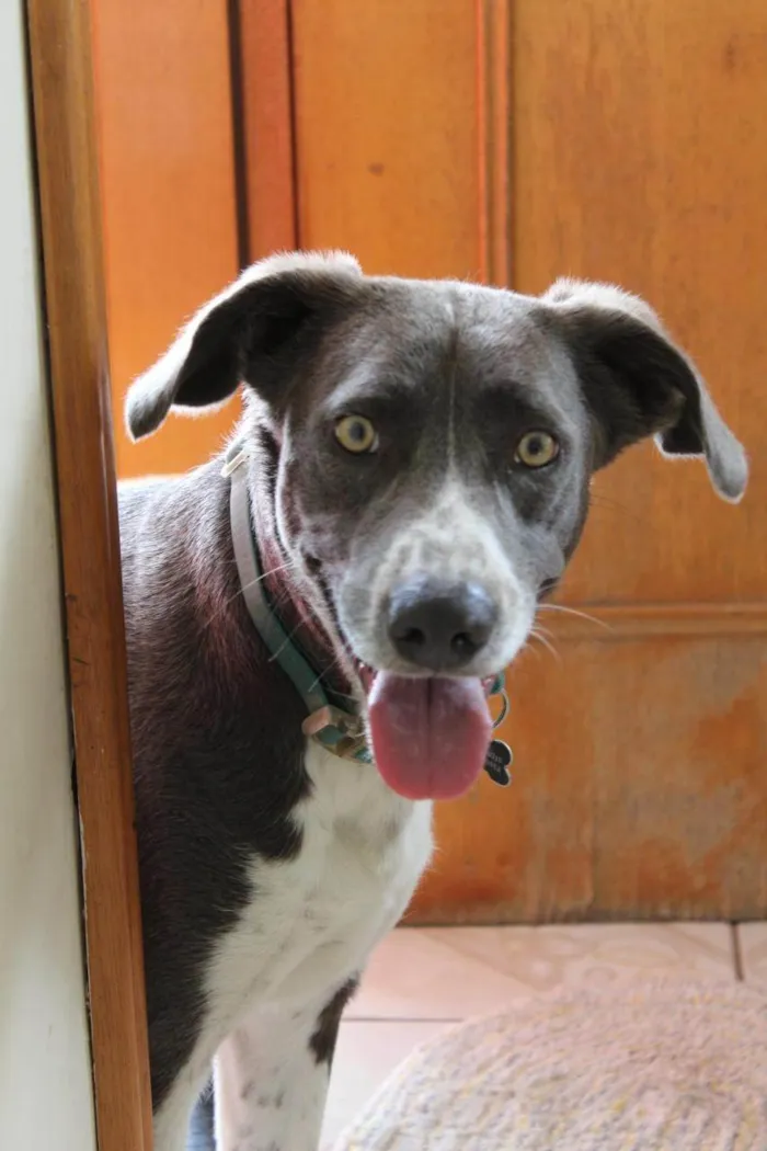 Cachorro ra a SRD-ViraLata idade 3 anos nome Beach