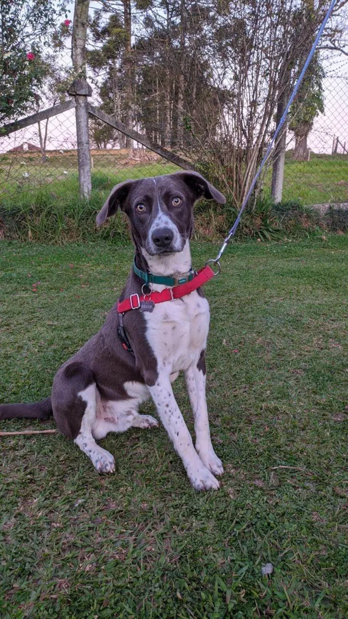 Cachorro ra a SRD-ViraLata idade 3 anos nome Beach