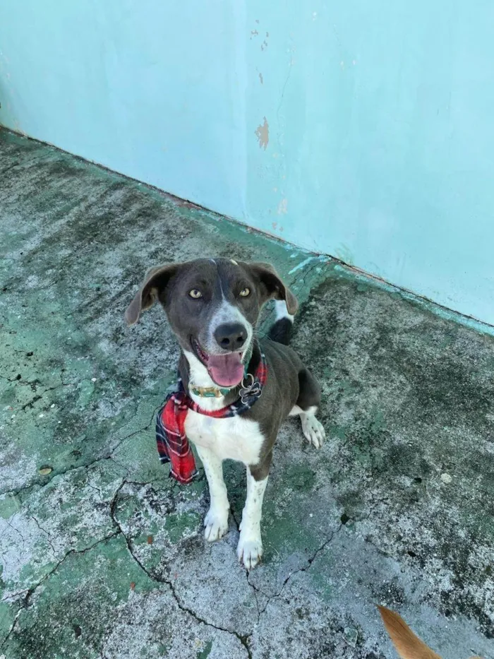 Cachorro ra a SRD-ViraLata idade 3 anos nome Beach