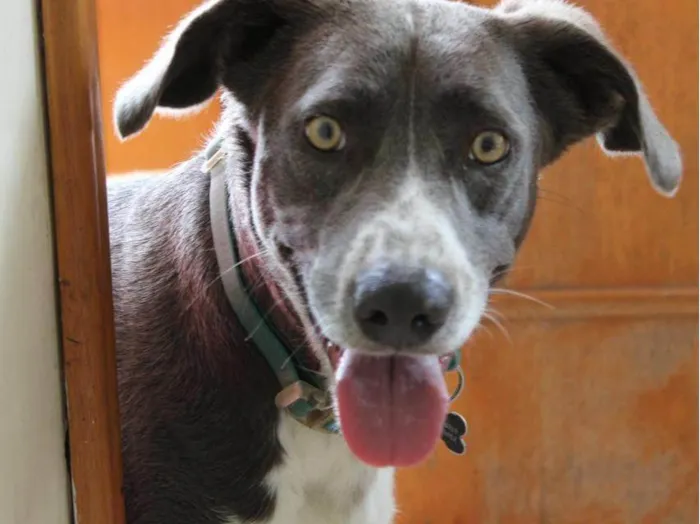 Cachorro ra a SRD-ViraLata idade 3 anos nome Beach