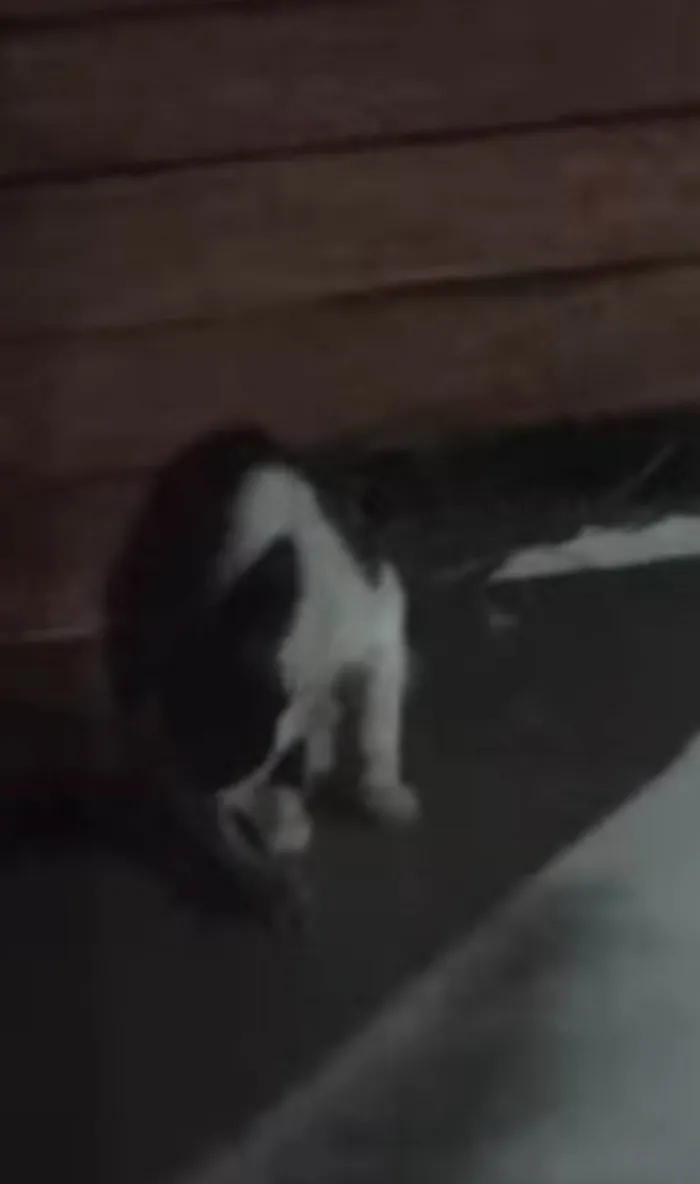 Gato ra a SRD-ViraLata idade 1 ano nome Sem nome ainda