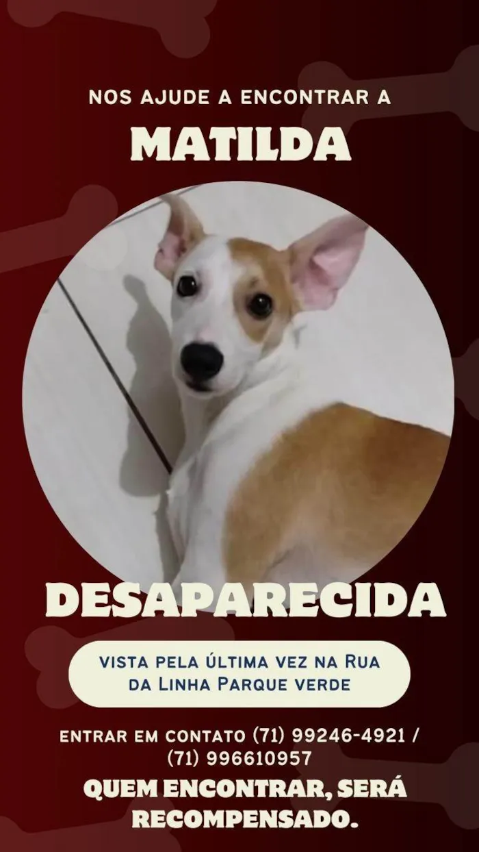 Cachorro ra a SRD-ViraLata idade 3 anos nome Matilda