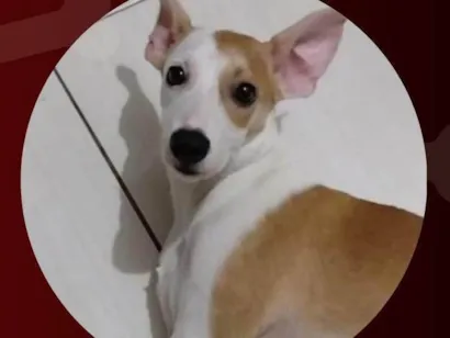 Cachorro raça SRD-ViraLata idade 3 anos nome Matilda