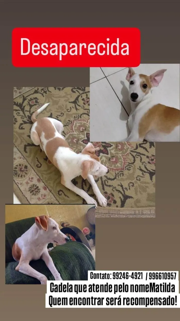 Cachorro ra a SRD-ViraLata idade 3 anos nome Matilda