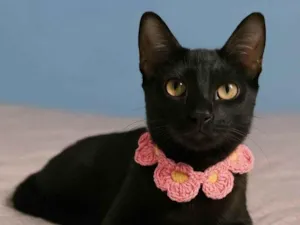 Gato raça SRD-ViraLata idade 7 a 11 meses nome Perla