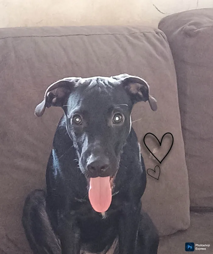 Cachorro ra a SRD-ViraLata idade 7 a 11 meses nome Cadu
