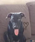 Cadu