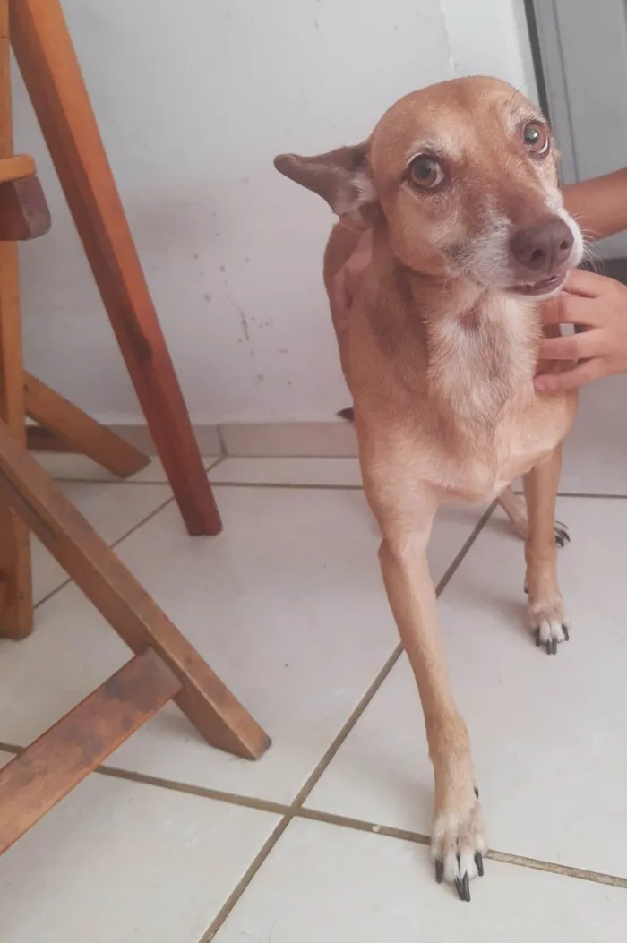 Cachorro ra a SRD-ViraLata idade 5 anos nome Polly