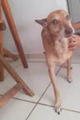 Polly