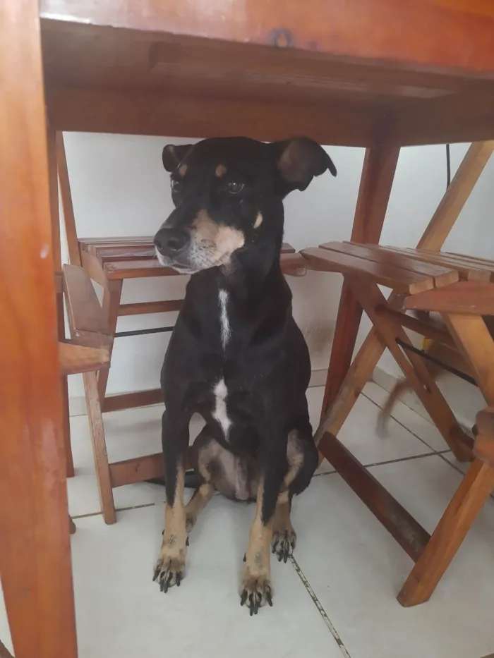 Cachorro ra a SRD-ViraLata idade 4 anos nome Gamora