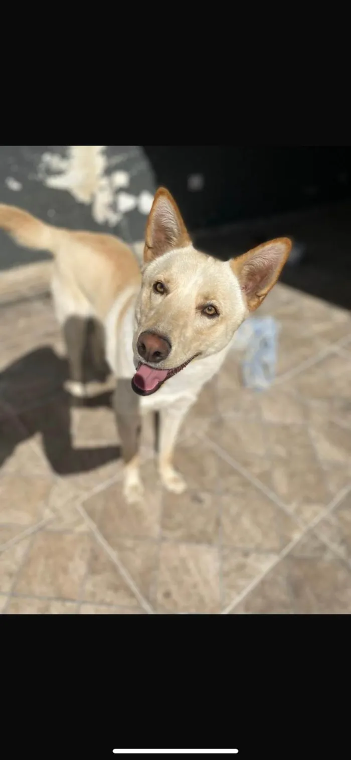 Cachorro ra a Husky Siberiano idade 2 anos nome Filho