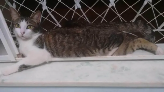 Gato ra a SRD-ViraLata idade 6 ou mais anos nome Hanzo