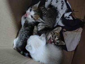 Gato raça SRD-ViraLata idade Abaixo de 2 meses nome Sem nome