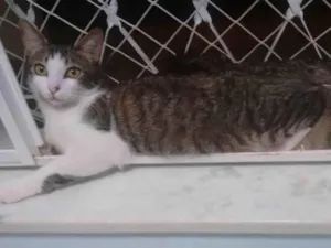 Gato raça SRD-ViraLata idade 6 ou mais anos nome Hanzo